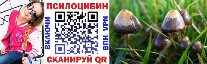 блэк спрут зеркало Тара Псилоцибиновые грибы ЛСД купить